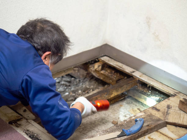 Best Local Mold Removal Service  in Brandermill, VA