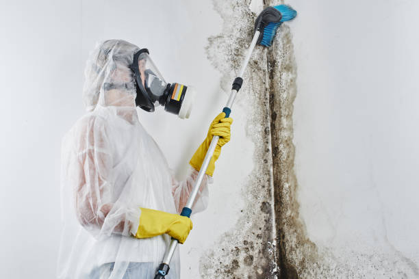 Best Home Mold Removal  in Brandermill, VA