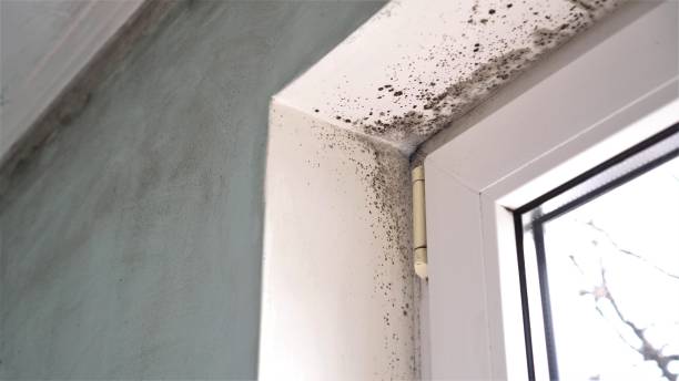 Mold Removal and Inspection in Brandermill, VA