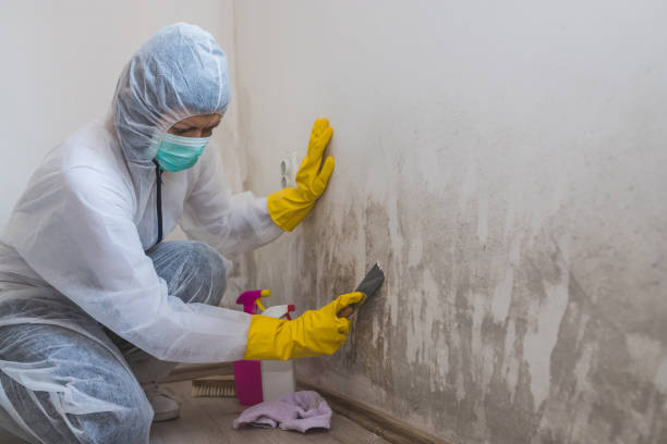 Best Mold Removal and Inspection  in Brandermill, VA