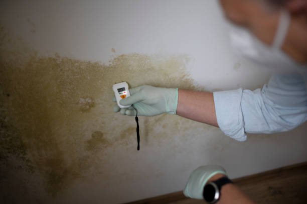 Best Best Mold Removal Companies  in Brandermill, VA