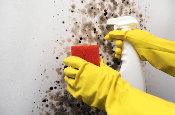 Best Commercial Mold Removal  in Brandermill, VA