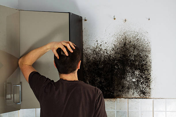 Best Fast Mold Removal  in Brandermill, VA