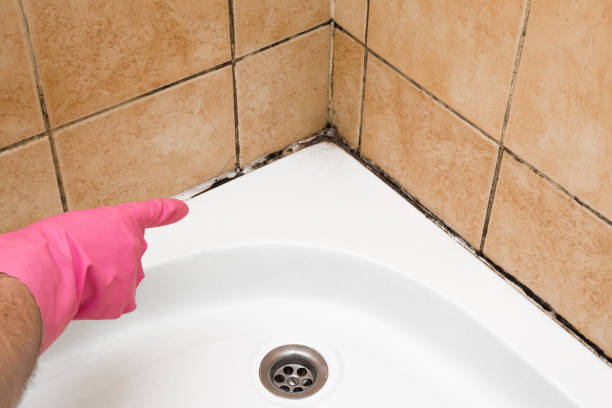 Best Professional Mold Removal  in Brandermill, VA