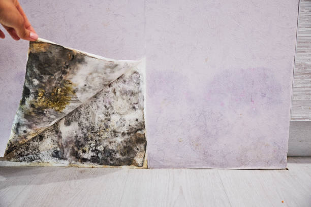 Best Mold Remediation  in Brandermill, VA